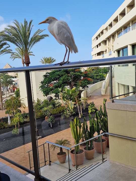Gastro Iberostar Waves Gaviotas Park