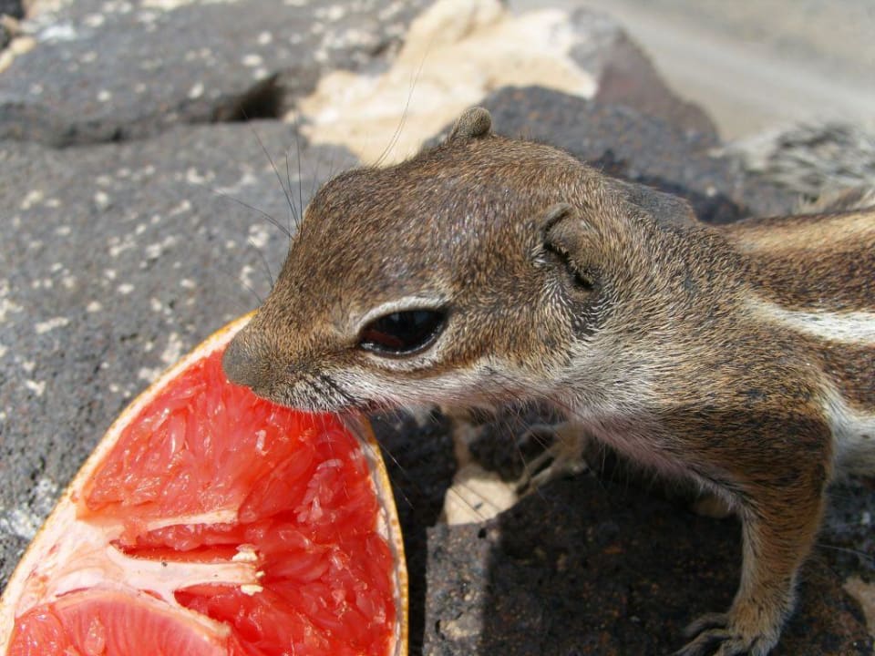 Streifenhörnchen Club Jandia Princess