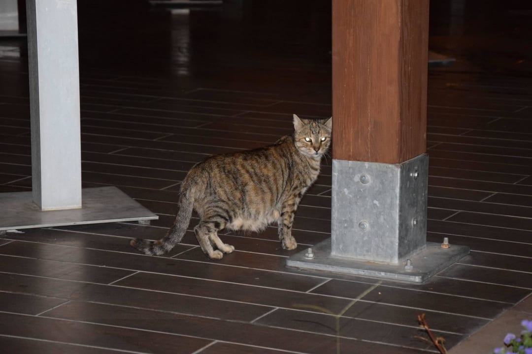 VIP Guest 3 Palm Wings Kusadasi Beach Resort & Spa