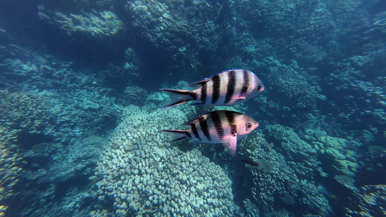 Strand Stella Garden Resort & Spa, Makadi Bay