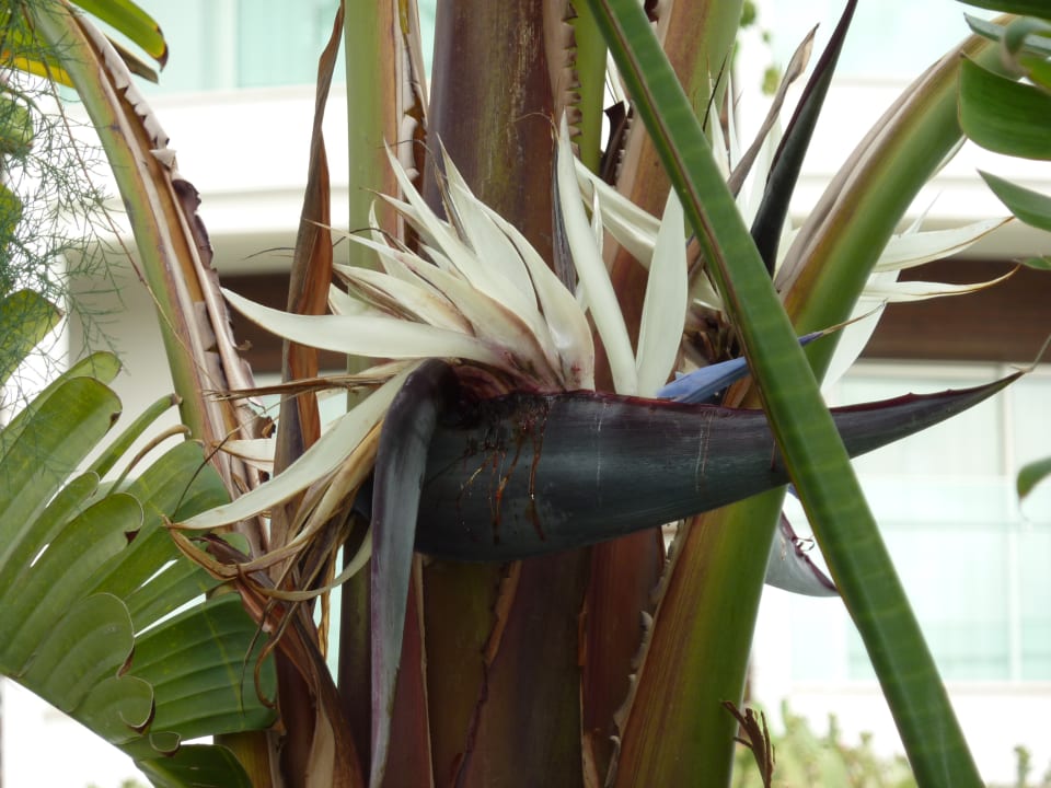 Gartenanlage Sunis Evren Beach Resort Hotel & Spa