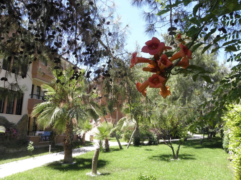 Gartenanlage Aleria Belport Beach Hotel