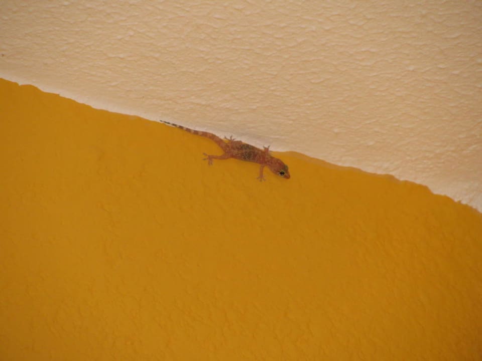 Ein kleiner Besucher Akrathos Beach Hotel