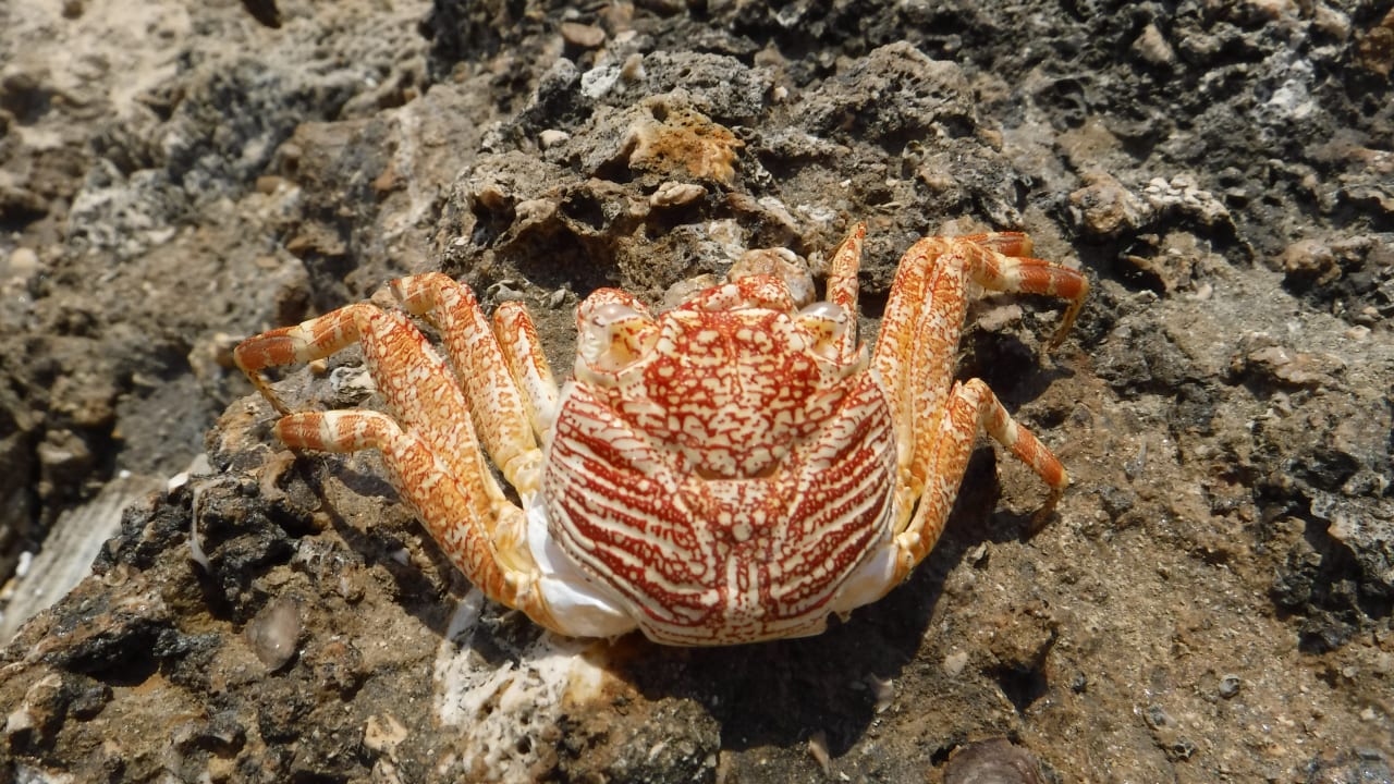 Sport & Freizeit Malikia Resort Abu Dabbab