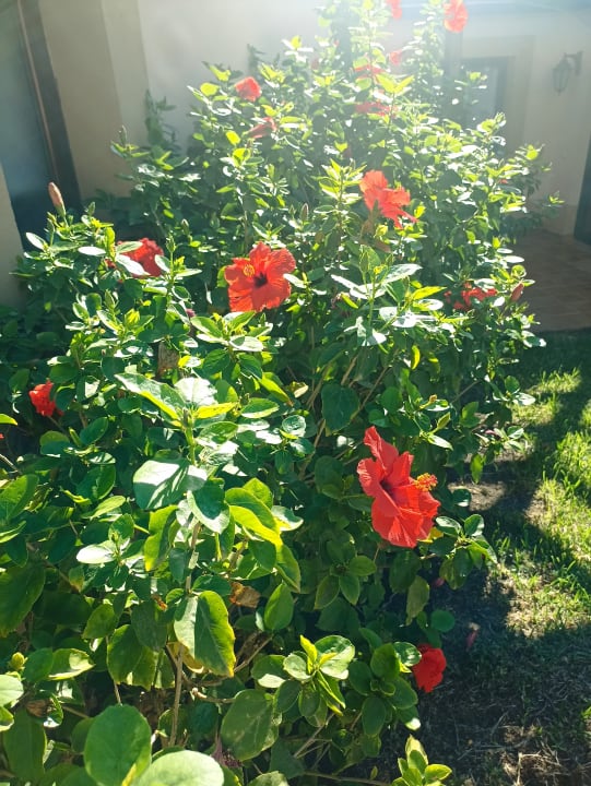 Gartenanlage allsun Hotel Esplendido