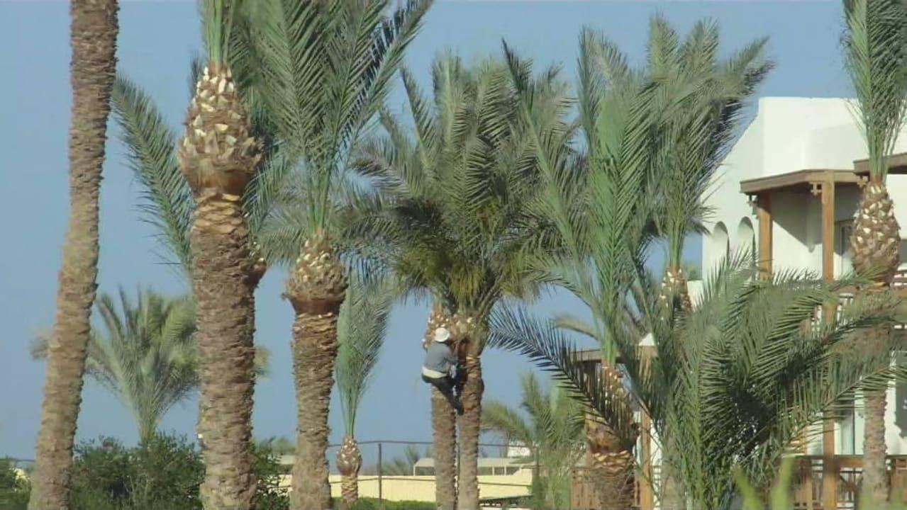 Gärtner  Pickalbatros Dana Beach Resort - Hurghada
