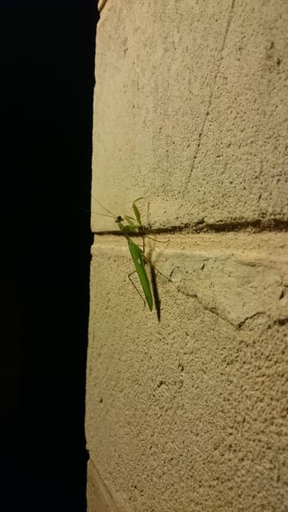 Tiere Zafiro Can Picafort