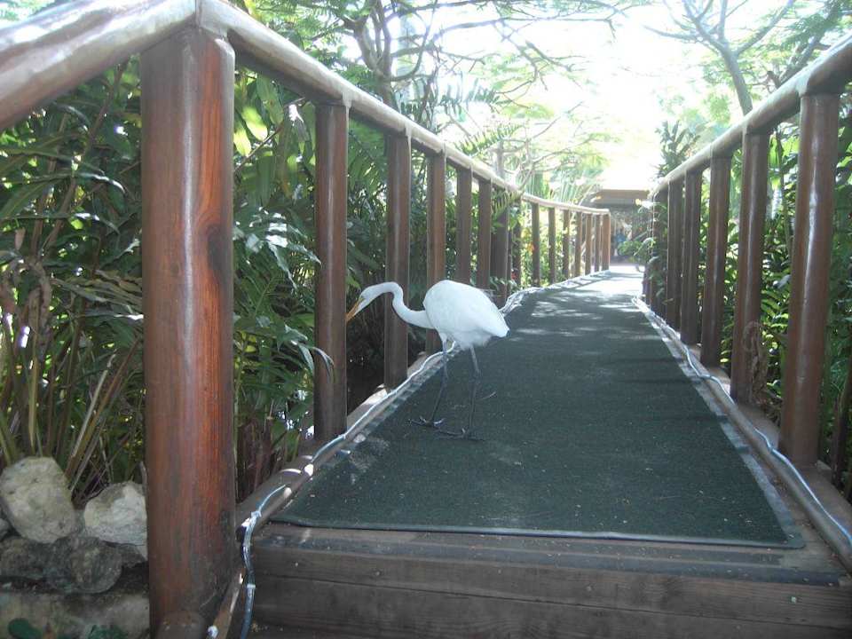 vor der Palace Lobby Hotel Grand Palladium Palace Resort, Spa & Casino