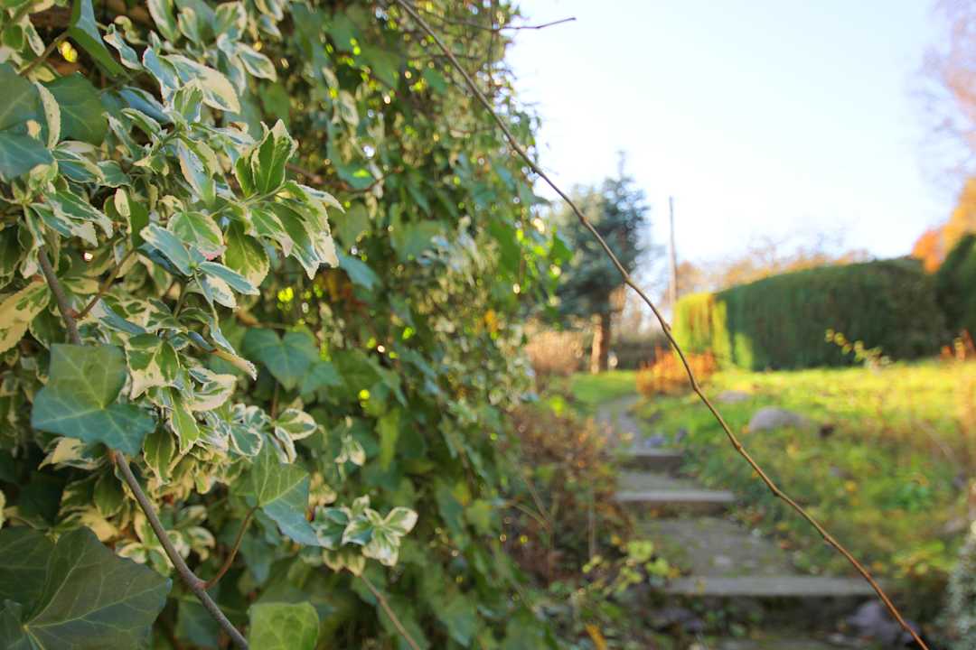 Außenansicht Ferienhaus Froschkönig - Paradies Rügen