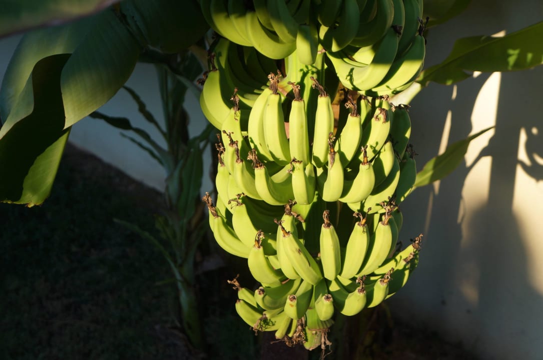 Бананы Ölüdeniz Beach Resort by Z Hotels