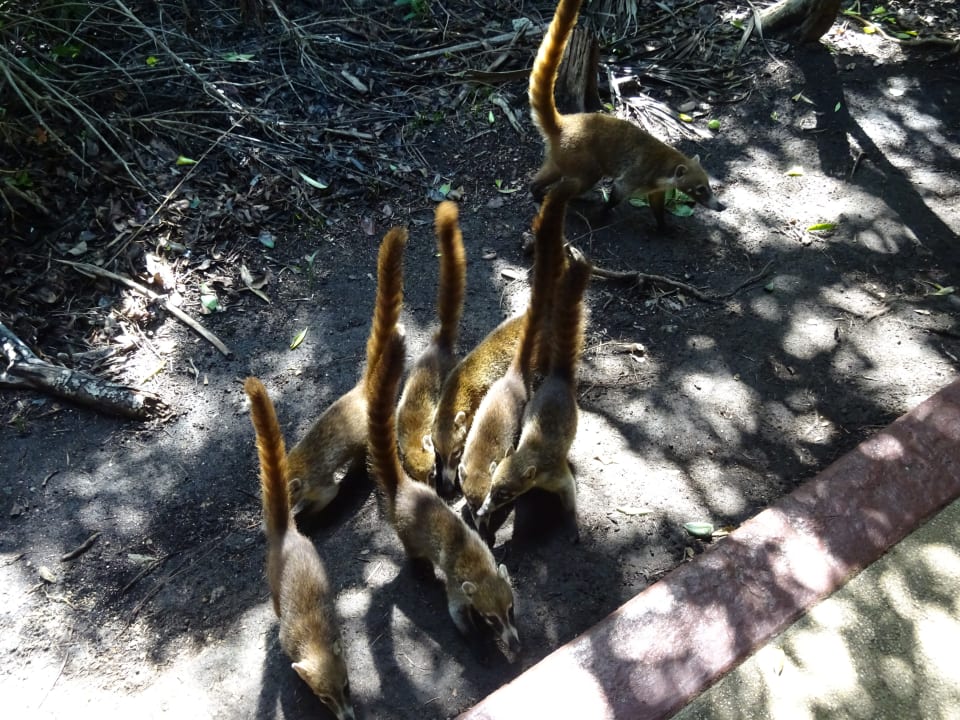 Sonstiges Grand Palladium Select White Sand Resort & Spa