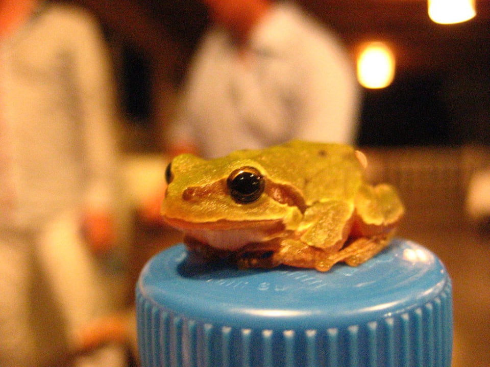 Frosch auf dem Tisch Hotel Defne Kumul Deluxe