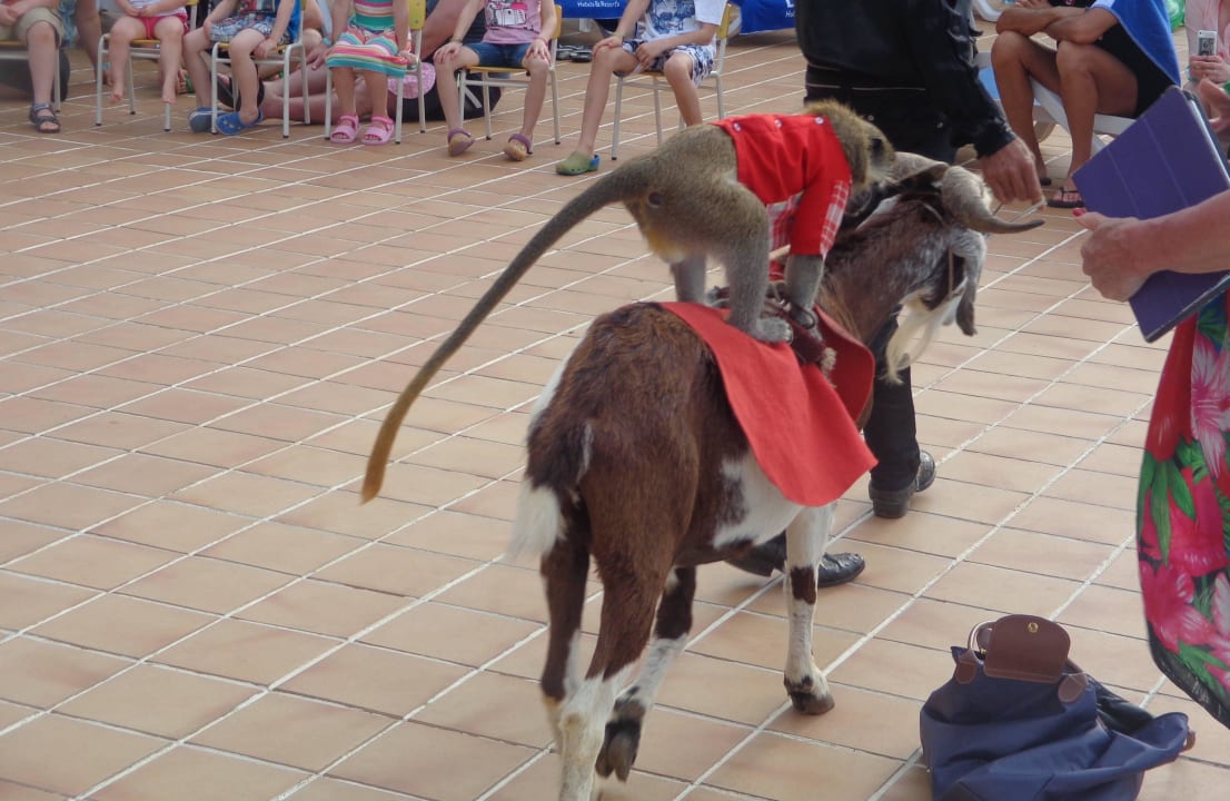 Nachmittagsanimation Blau varadero - Adults only