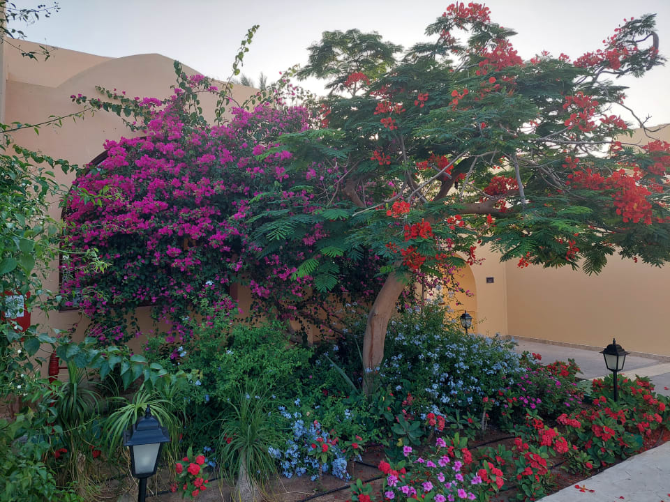 Gartenanlage Steigenberger Coraya Beach - Adults only