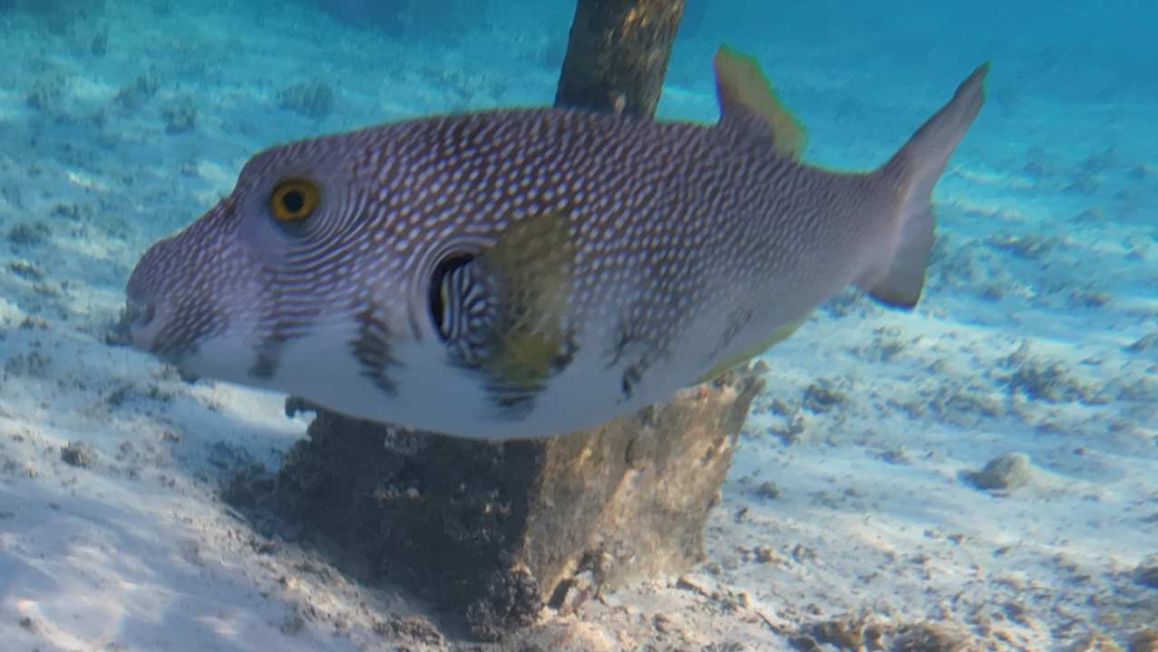 Strand Pickalbatros Royal Moderna Resort-Sharm El Sheikh