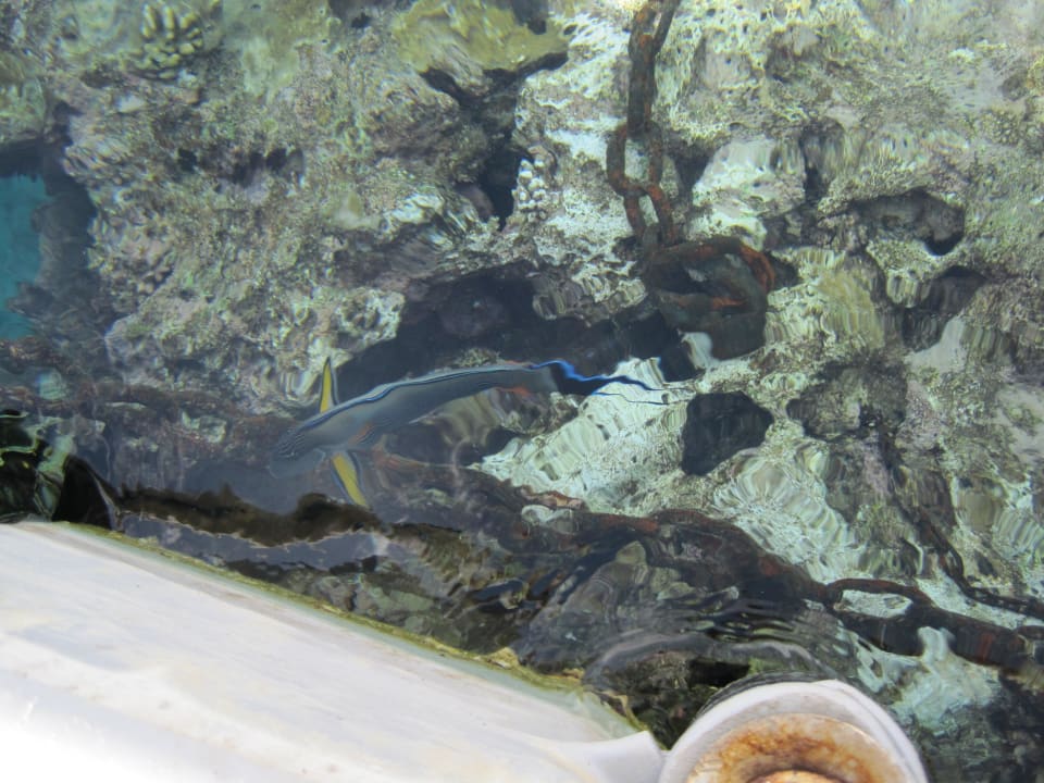 Viele Fische Sharm Plaza