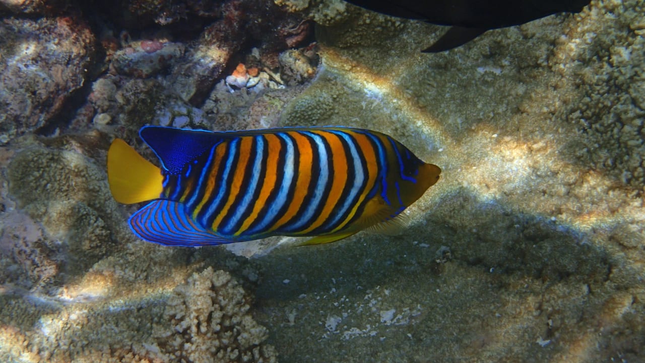Dieser Fisch hat mir besonders gefallen... Kuramathi Maldives