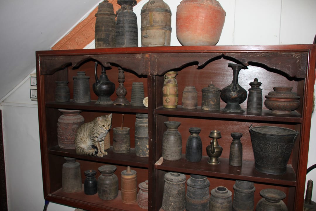 Katze zwischen Antiquitäten Guesthouse International