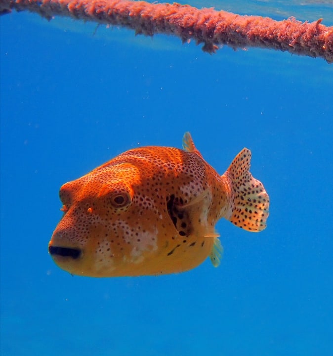 Sport & Freizeit Brayka Bay Resort