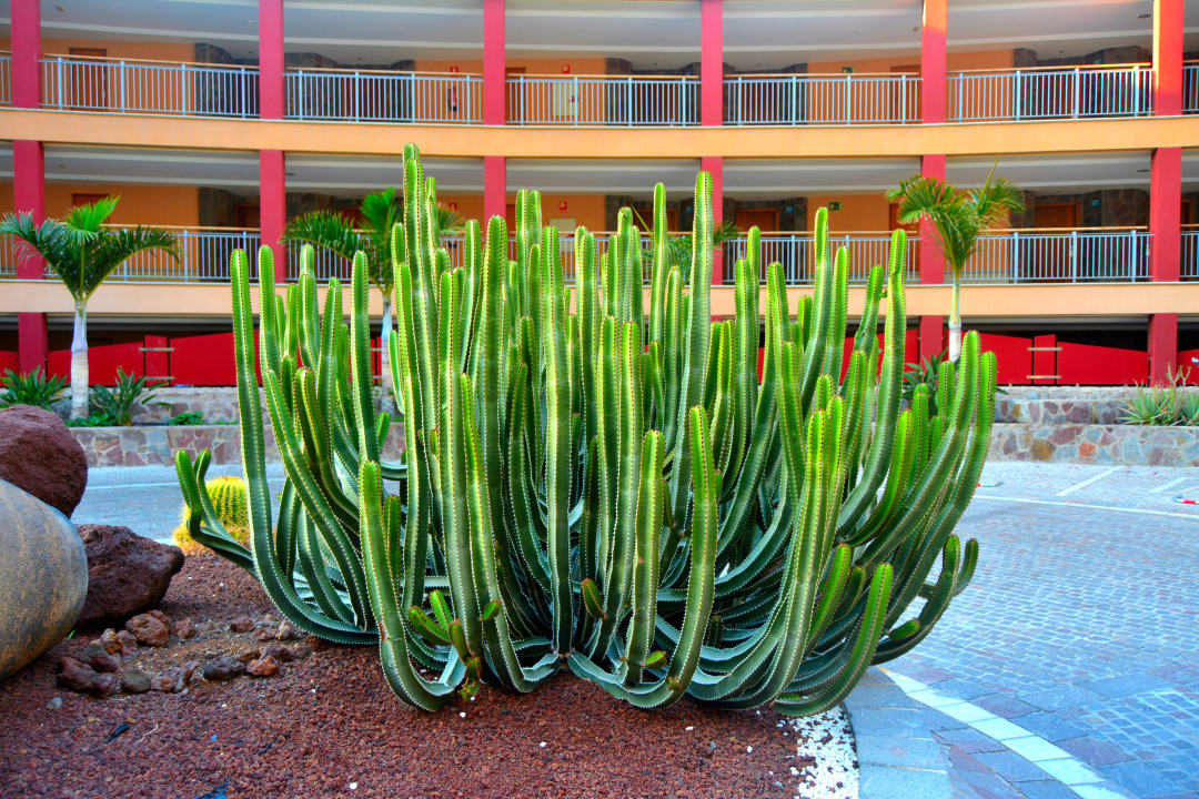 Garten Gloria Palace Royal Hotel & Spa