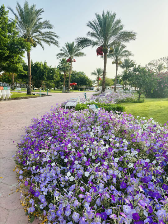 Gartenanlage Desert Rose