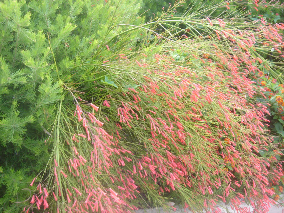 Květiny Hotel New Barcavela