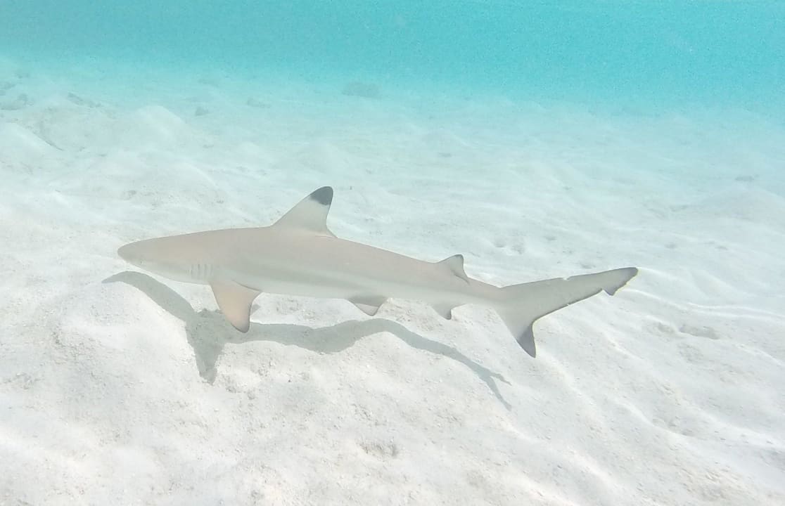 Johny Vilamendhoo Island Resort & Spa