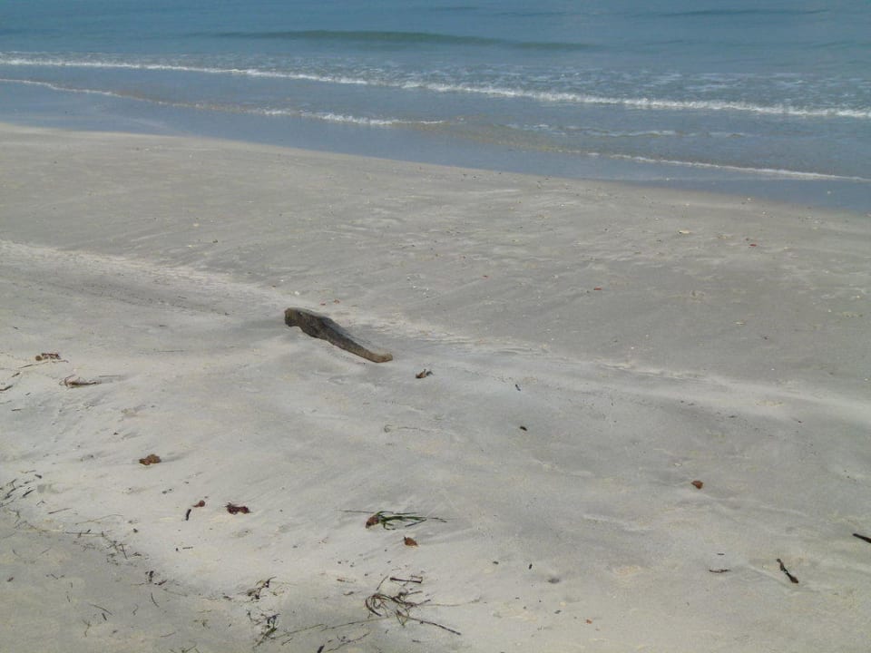 Treibgut  Ebenholz  Iberostar Waves Mehari Djerba