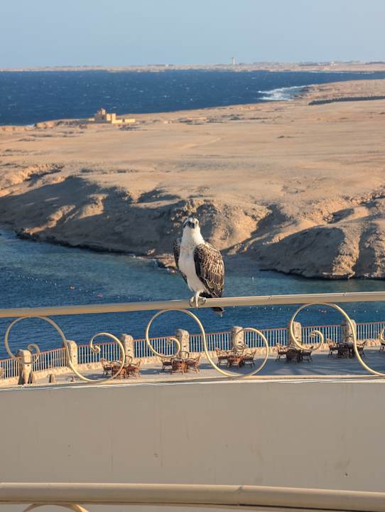 Ausblick Siva Golden Bay Makadi