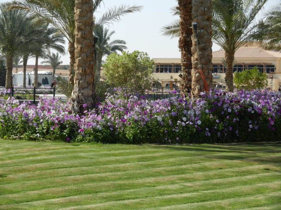 Gartenanlage Pickalbatros Dana Beach Resort - Hurghada