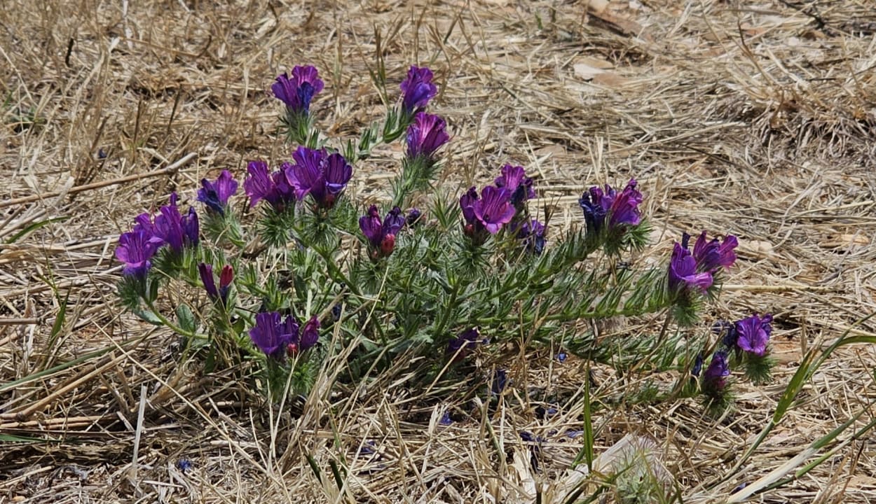 Gartenanlage AP Adriana Beach Resort