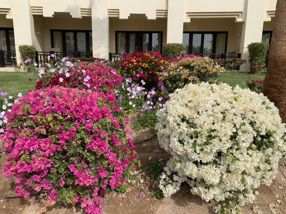 Gartenanlage Steigenberger ALDAU Beach Hotel