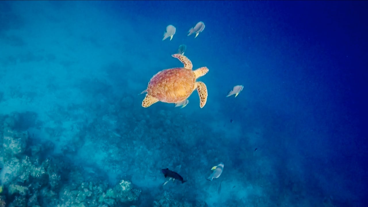 Hausriff  Kuredu Island Resort & Spa