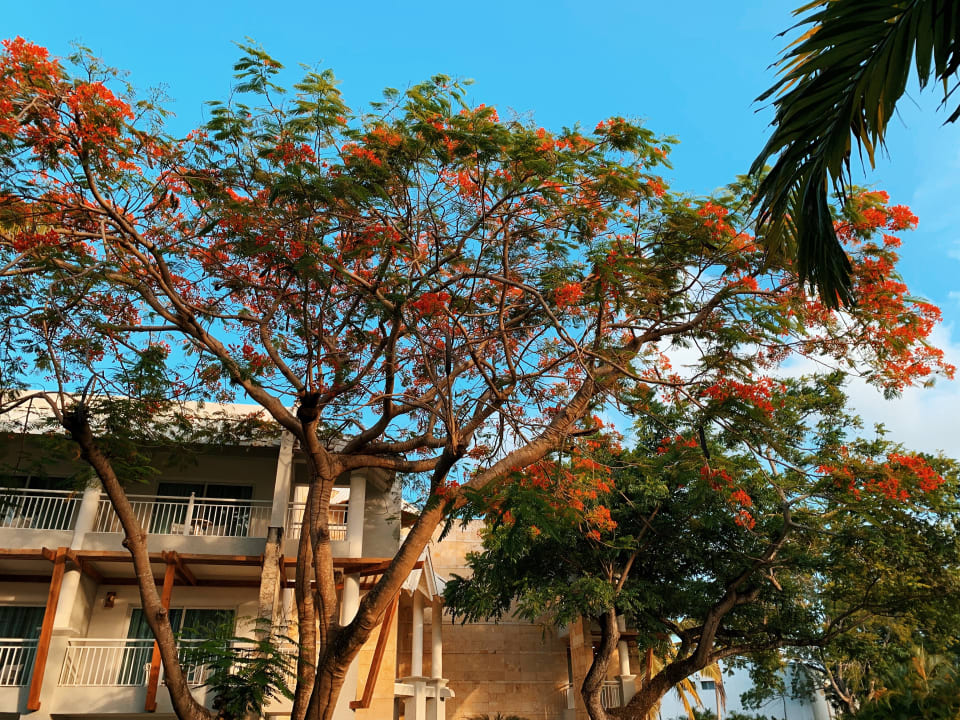 Gartenanlage Wyndham Alltra Samana