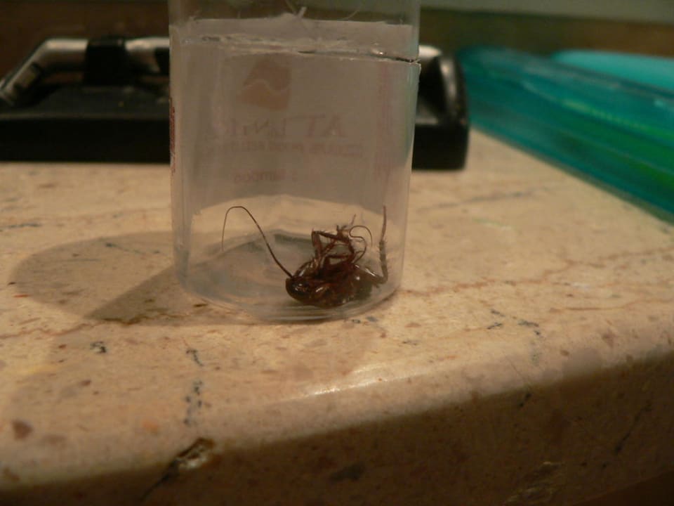 Lokator na dziko Porto Bello Beach