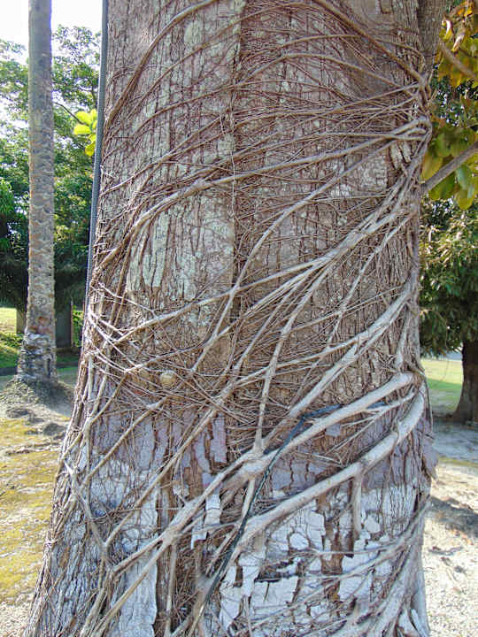 Gartenanlage Sofitel Malabo Sipopo Le Golf