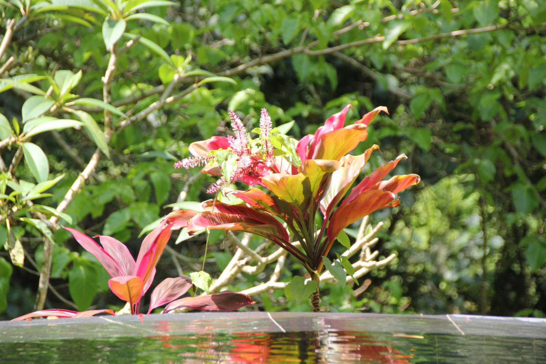 Wunderschöne Natur Maya Ubud Resort & Spa Bali