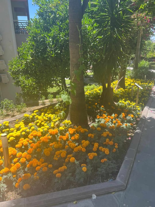 Gartenanlage Justiniano Club Alanya