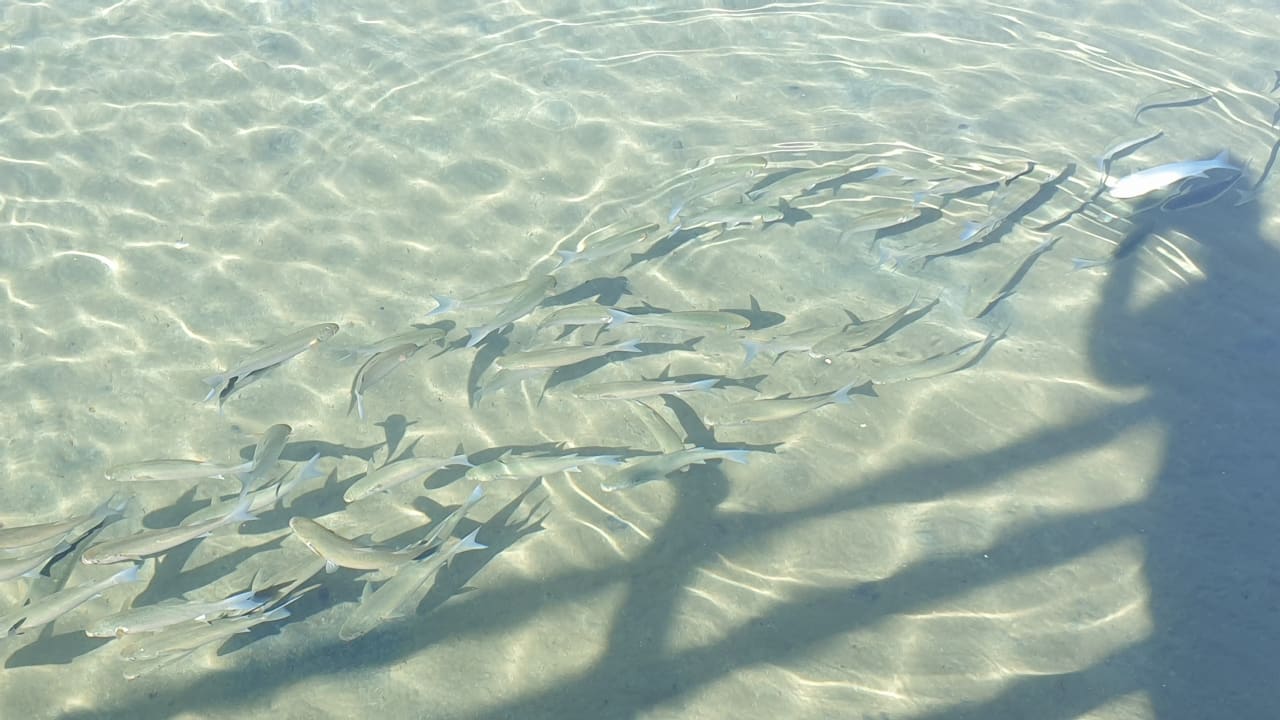 Strand Cleopatra Luxury Resort Makadi Bay