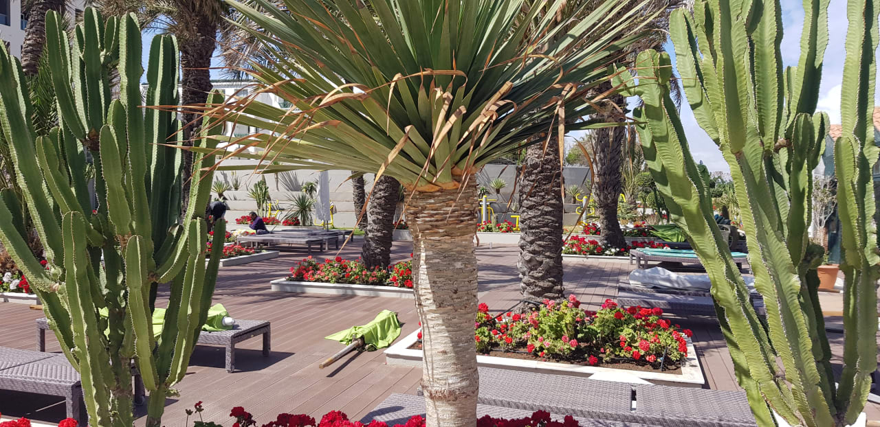 Gartenanlage Hotel Rosa Beach