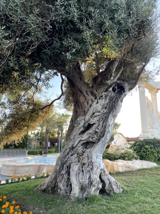 Gartenanlage Dobedan Exclusive Hotel And Spa