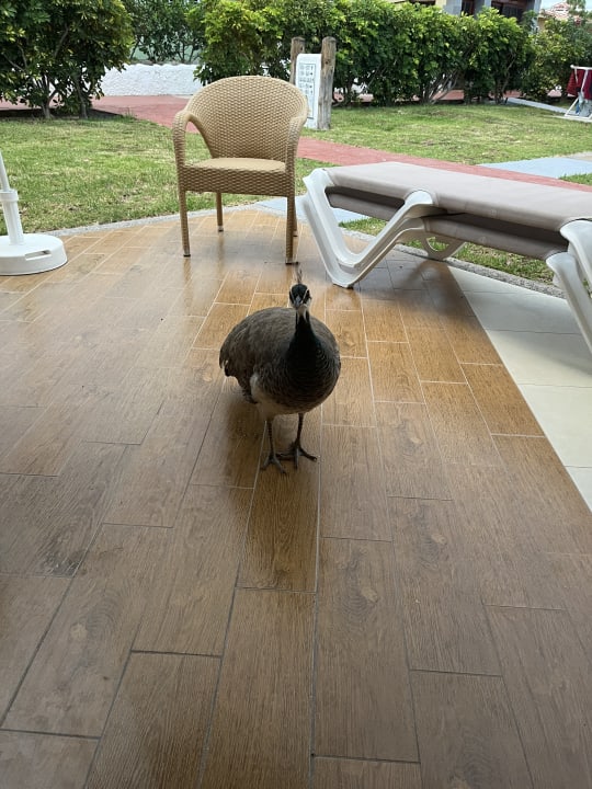 Zimmer HL Miraflor Suites Hotel