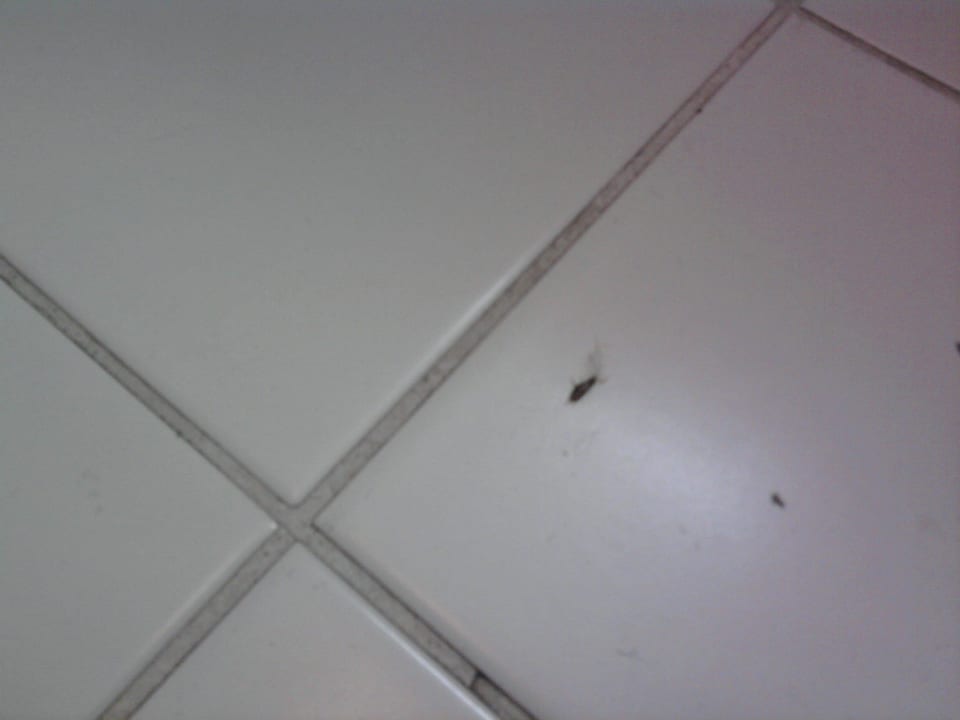 Silberfisch  Hotel Römerstadt