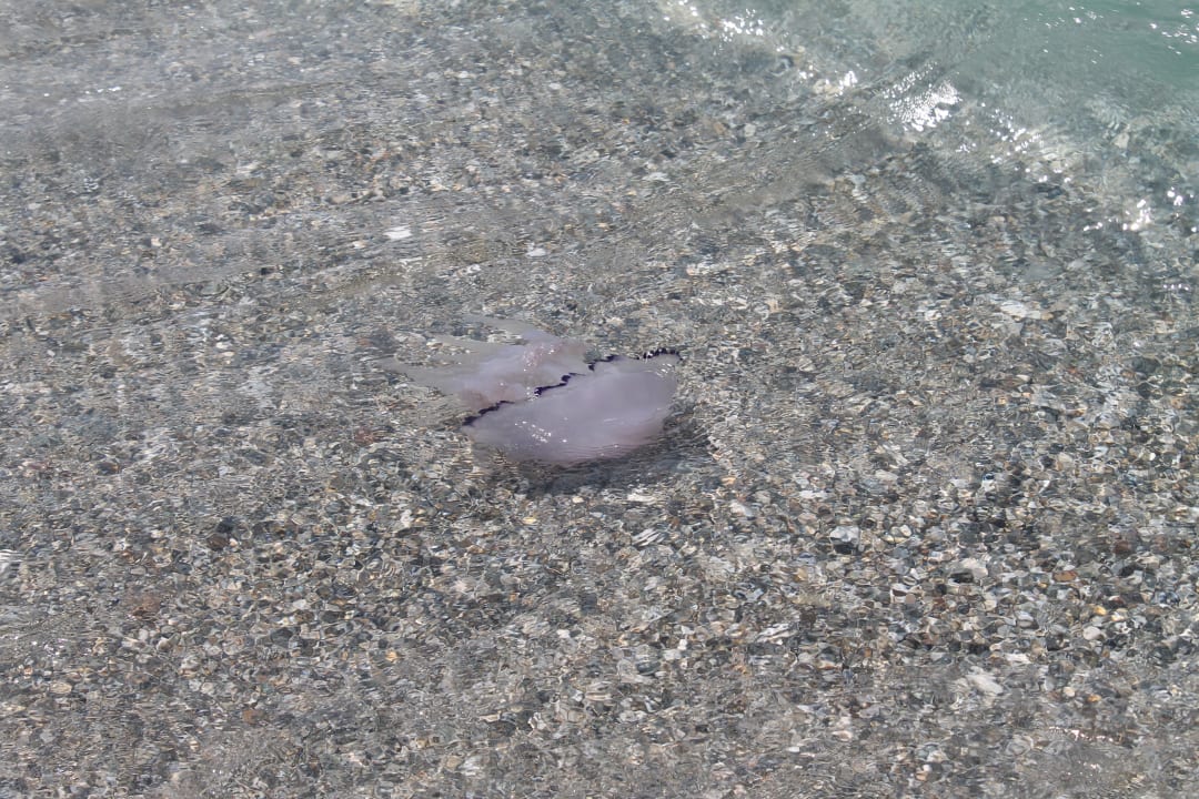 Die Qualle Falkensteiner Club Funimation Garden Calabria