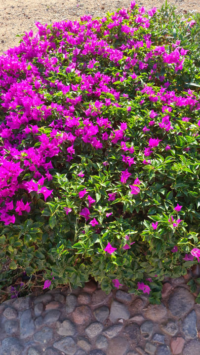Gartenanlage Pharaoh Azur Resort