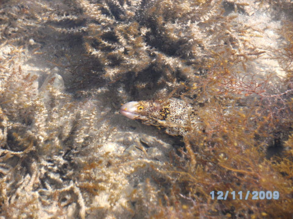 Muräne Grand Makadi