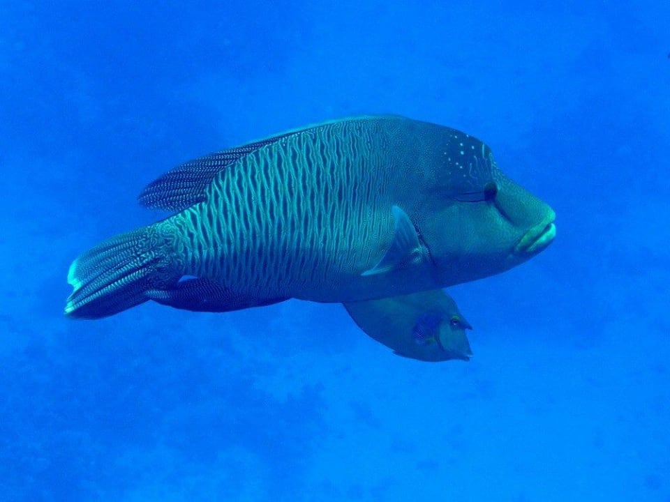 Napoleon Malikia Resort Abu Dabbab