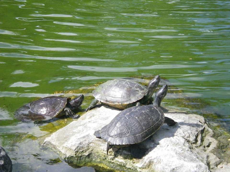 Tiere im Hotel Grand Palladium Select Bávaro Resort & Spa