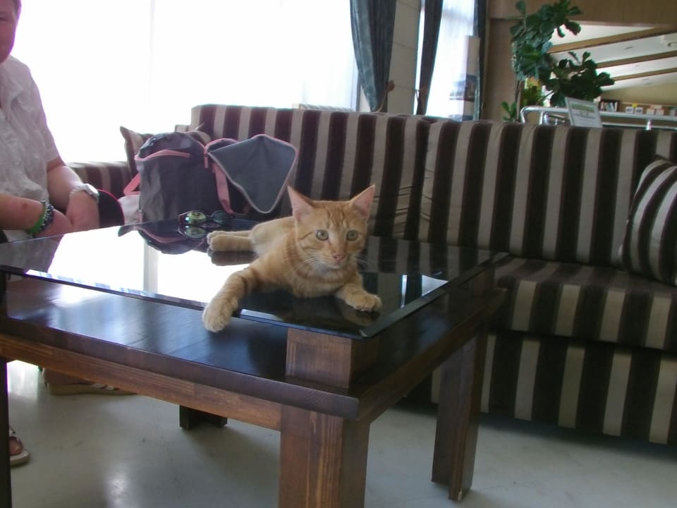 Hotelkatze Bob Seaden Corolla Hotel