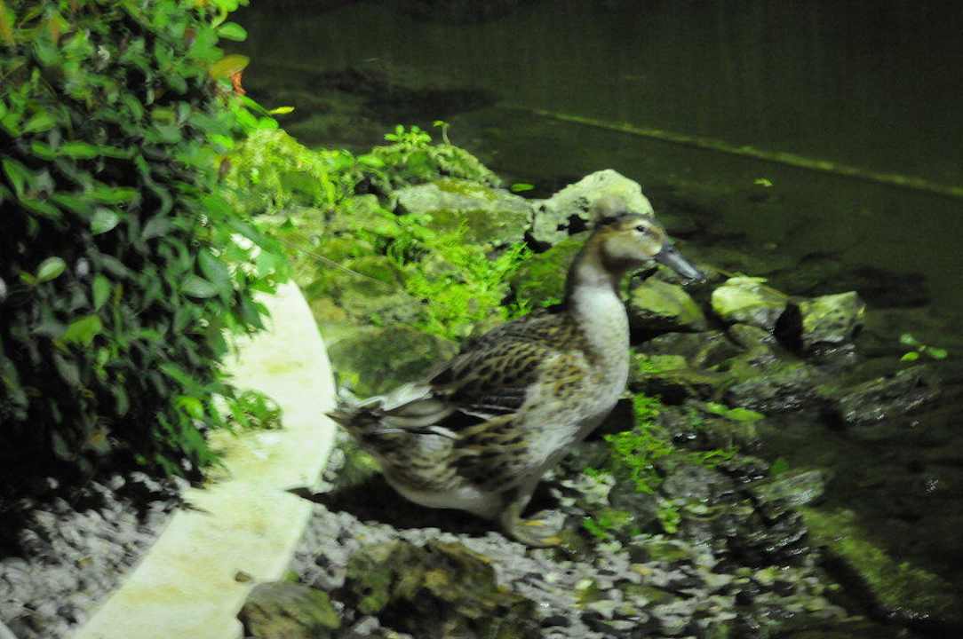 "Haubi " Grand Palladium Select Bávaro Resort & Spa